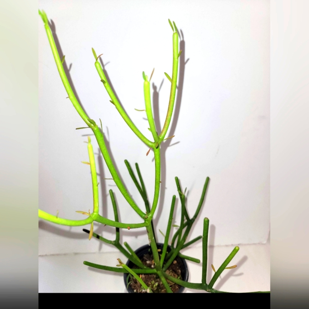 A  Euphorbia truncalis Stickplant in a four inch pot, plant food.